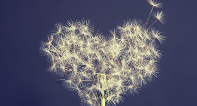 dandelion 5063527 1280