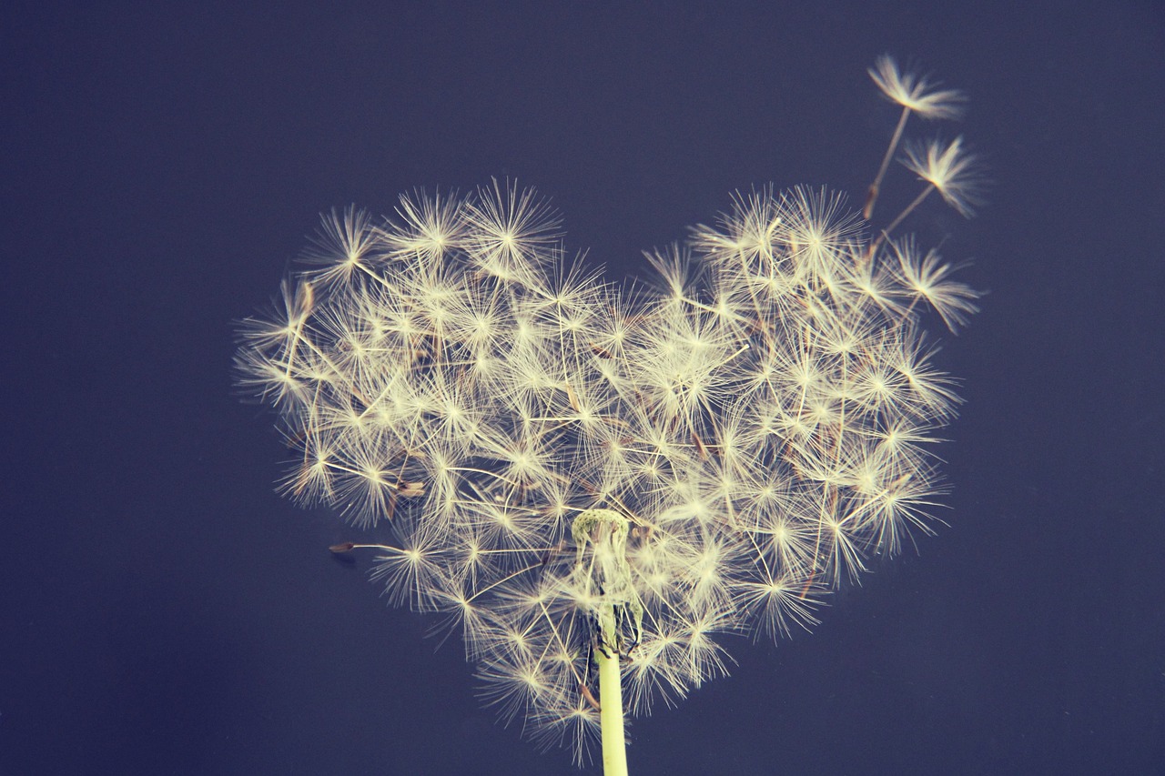 Köszönjük támogatónknak az elkötelezett segítséget! 1 dandelion 5063527 1280